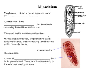 Trematode Life Cycles | PPT