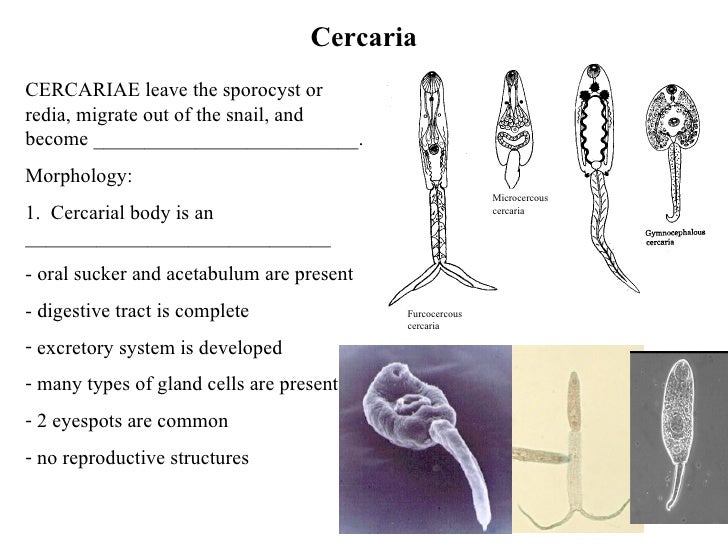 Trematode Life Cycles