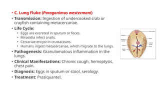 Trematode parasites of man[1]. A detailed lecturepptx | PPTX