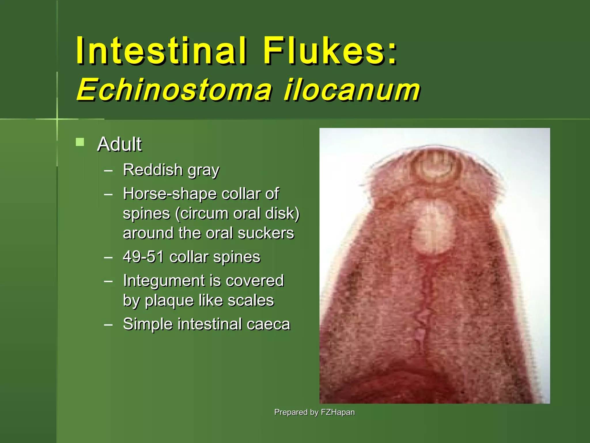 Trematodes | PPT