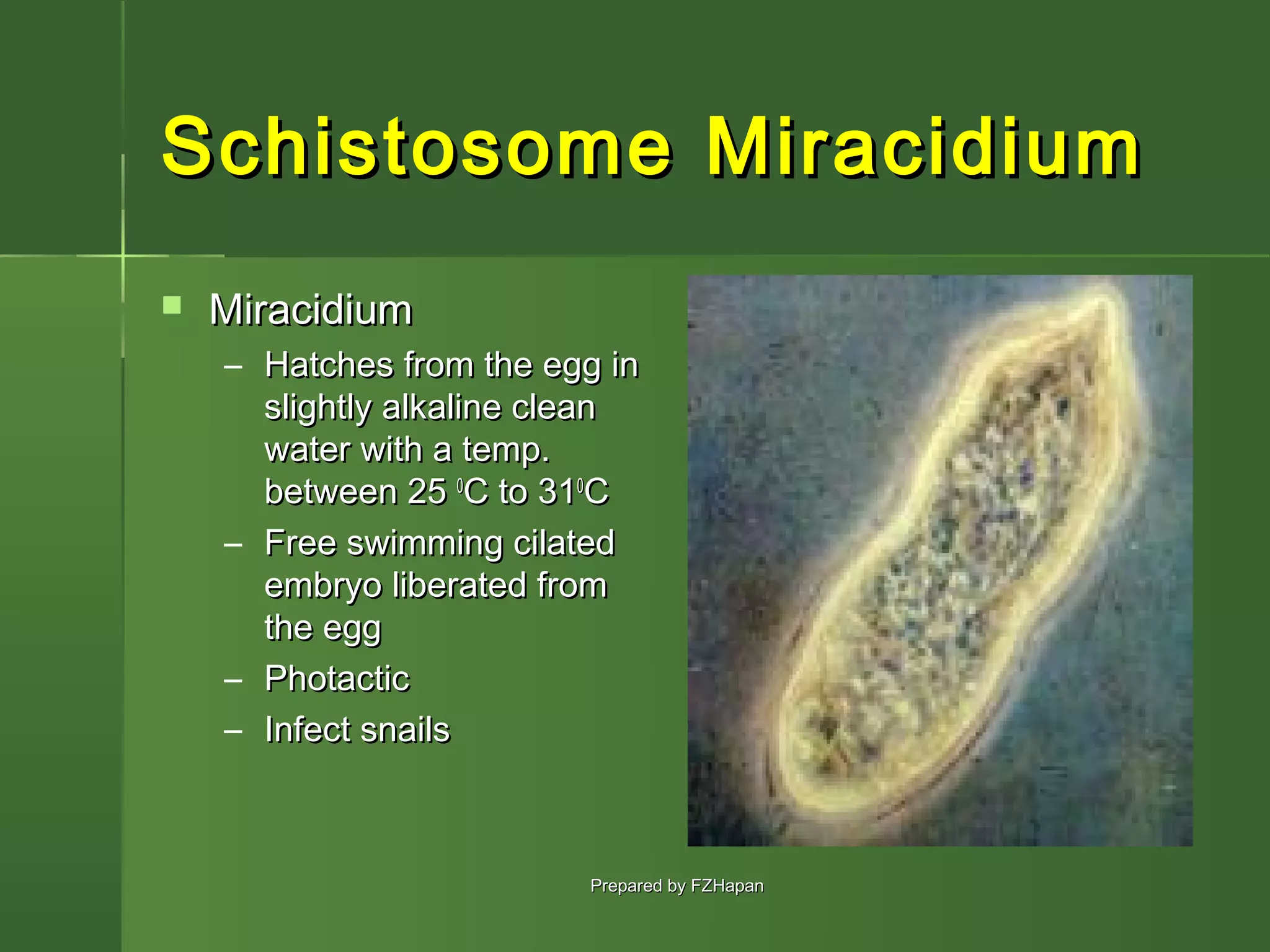 Trematodes | PPT