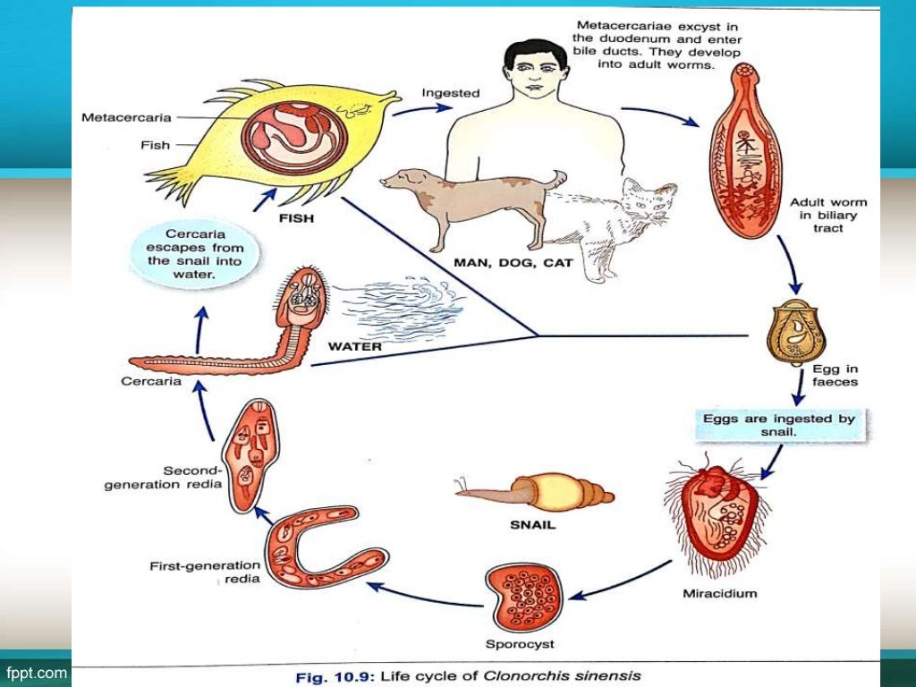 Trematodes by Dr. Rakesh Prasad Sah