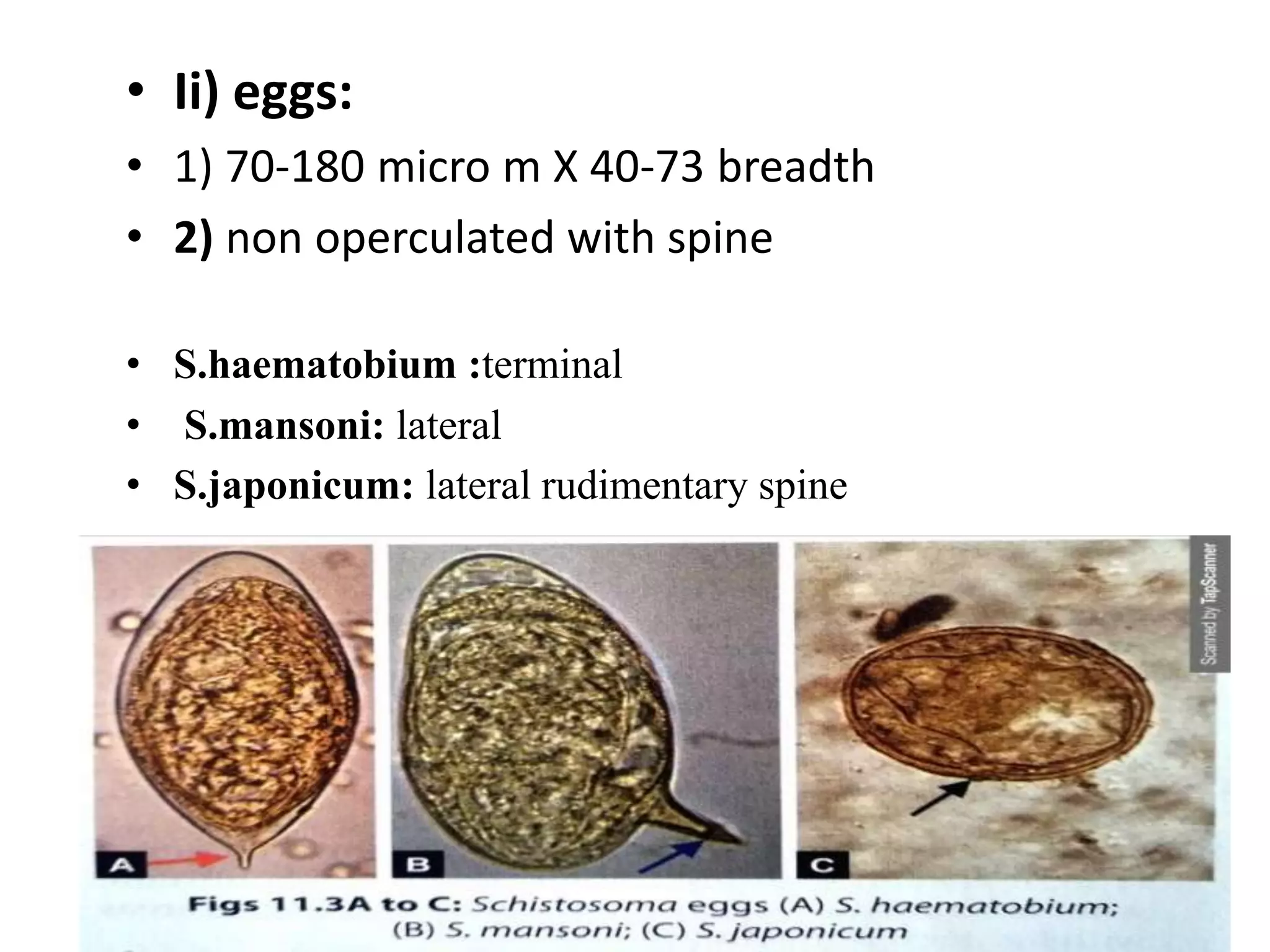 • Ii) eggs:
• 1) 70-180 micro m X 40-73 breadth
• 2) non operculated with spine
• S.haematobium :terminal
• S.mansoni: lateral
• S.japonicum: lateral rudimentary spine
 