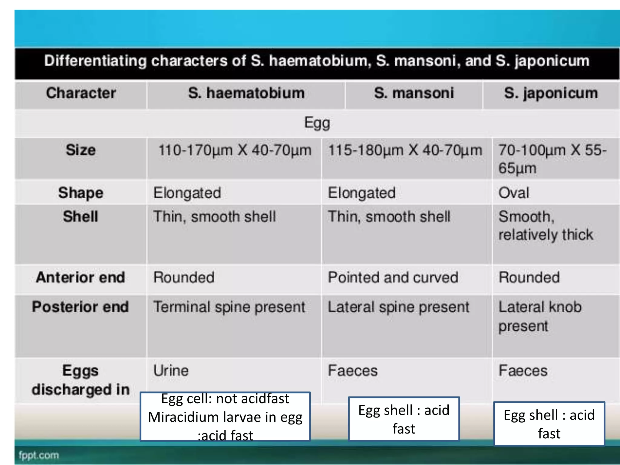 Egg cell: not acidfast
Miracidium larvae in egg
:acid fast
Egg shell : acid
fast
Egg shell : acid
fast
 