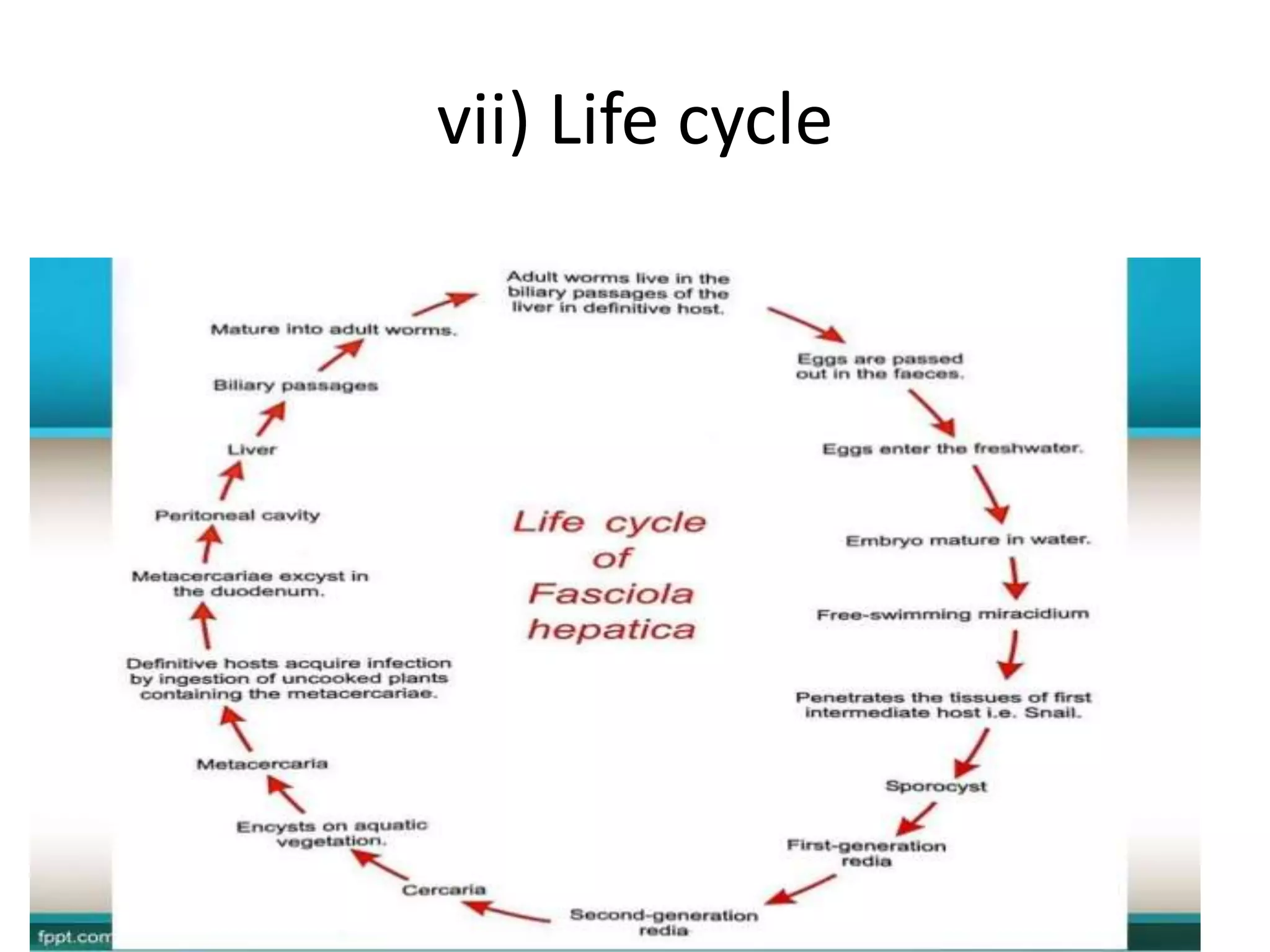vii) Life cycle
 