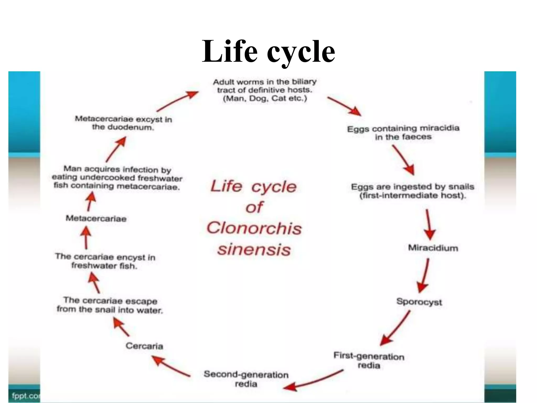 Life cycle
 