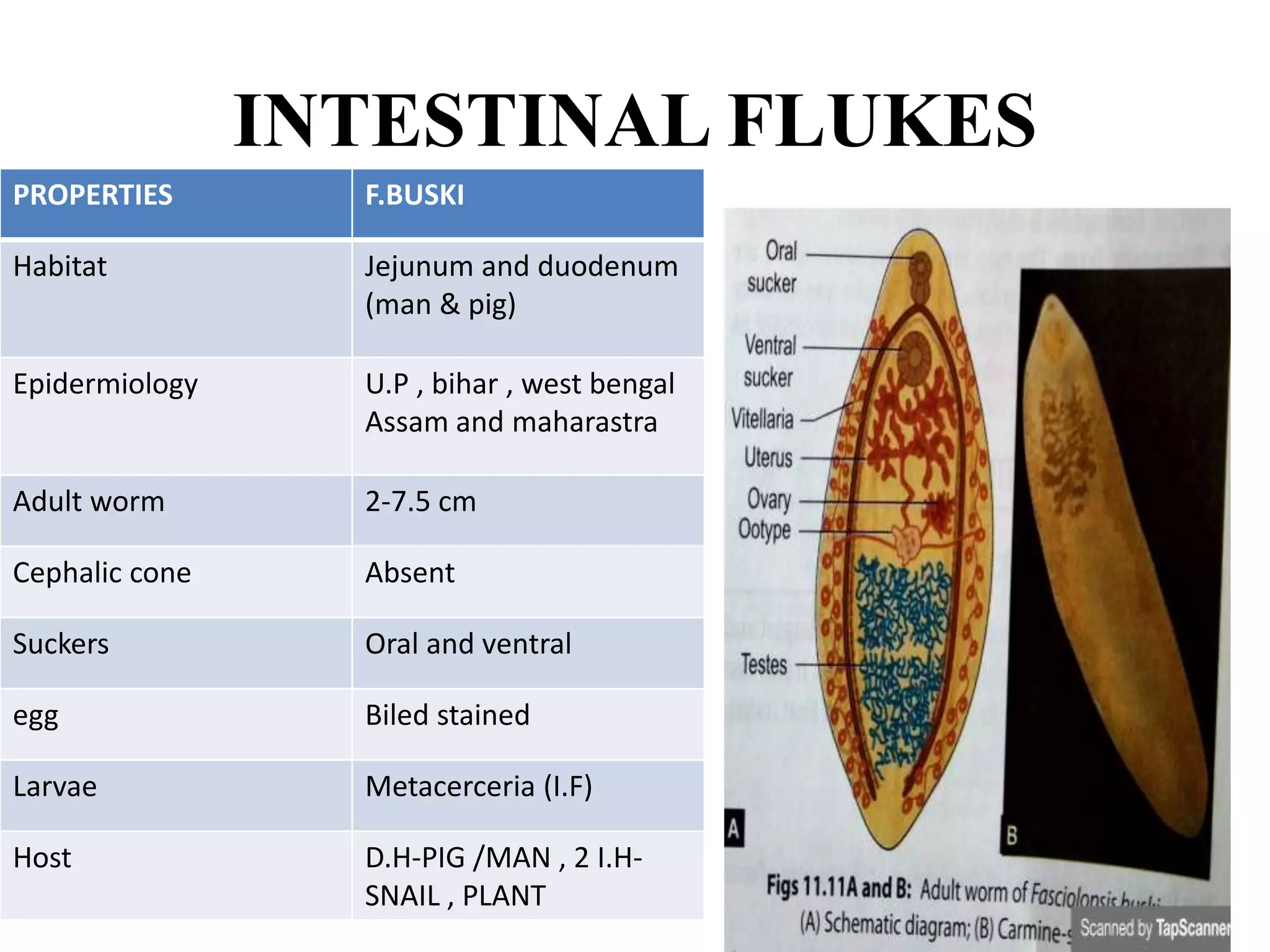 INTESTINAL FLUKES
PROPERTIES F.BUSKI
Habitat Jejunum and duodenum
(man & pig)
Epidermiology U.P , bihar , west bengal
Assam and maharastra
Adult worm 2-7.5 cm
Cephalic cone Absent
Suckers Oral and ventral
egg Biled stained
Larvae Metacerceria (I.F)
Host D.H-PIG /MAN , 2 I.H-
SNAIL , PLANT
 
