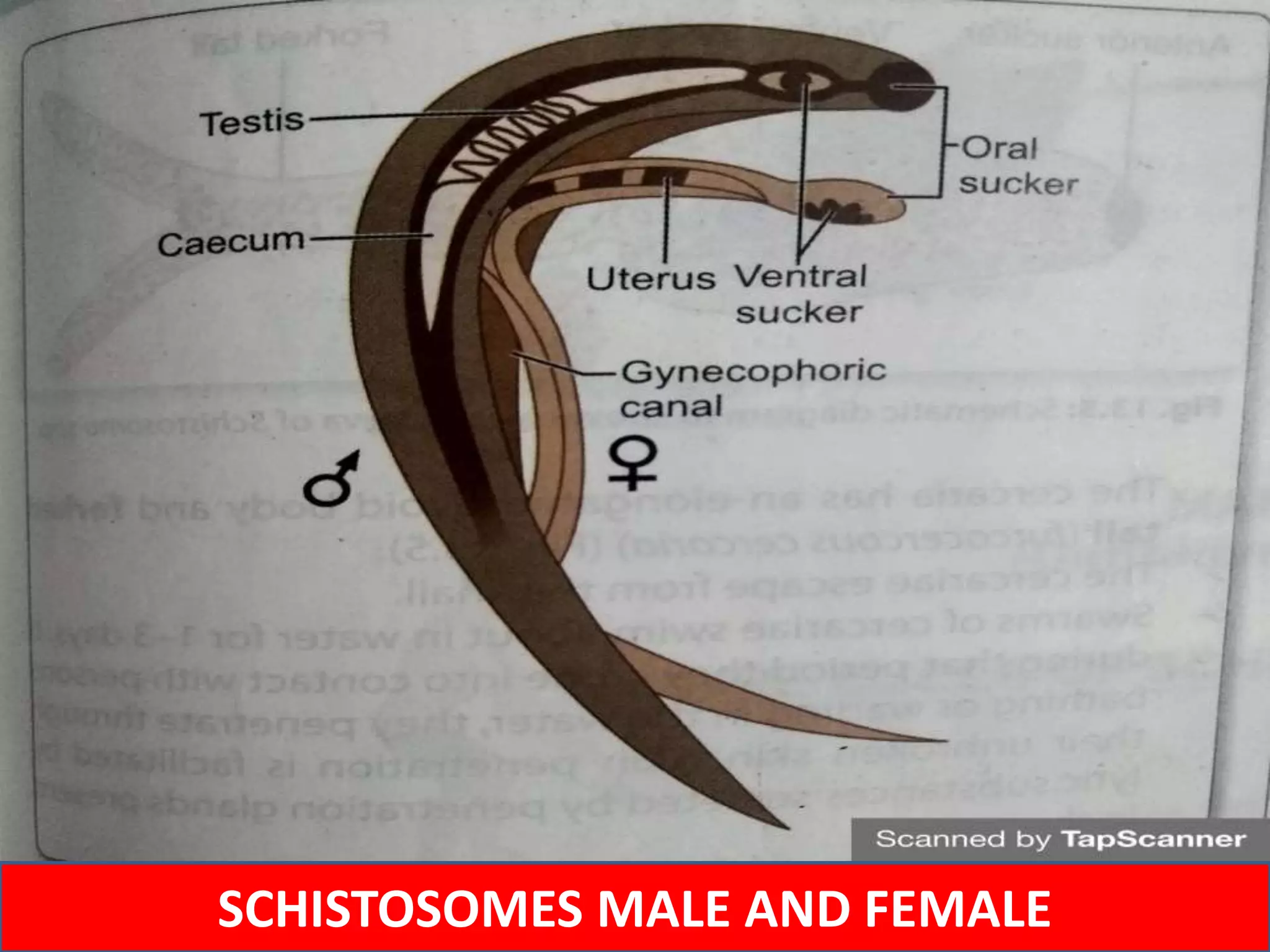 SCHISTOSOMES MALE AND FEMALE
 