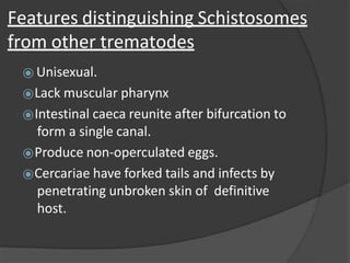 Features distinguishing Schistosomes
from other trematodes
⦿ Unisexual.
⦿Lack muscular pharynx
⦿Intestinal caeca reunite after bifurcation to
form a single canal.
⦿Produce non-operculated eggs.
⦿Cercariae have forked tails and infects by
penetrating unbroken skin of definitive
host.
 