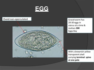 EGG
Ovoid non-operculated Gravid worm has
20-30 eggs in
uterus at a time &
realises 300
Eggs/day
With a brownish yellow
transparent shell
carrying terminal spine
at one pole
 