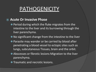 PATHOGENICITY
⦿ Acute Or Invasive Phase
⚫ Period during which the fluke migrates from the
intestine to the liver and its burrowing through the
liver parenchyma.
⚫ No significant change from the intestine to the liver
⚫ Parasite may wander or be carried by blood after
penetrating a blood vessel to ectopic sites such as
lungs, subcutaneous Tissues, brain and the orbit.
⚫ Abscesses or fibrotic lesions Migration to the liver
parenchyma.
⚫ Traumatic and necrotic lesions.
 