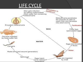 LIFE CYCLE
 