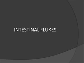 INTESTINAL FLUKES
 