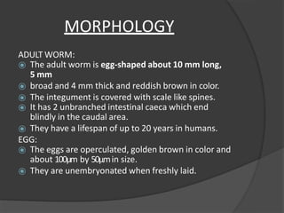 MORPHOLOGY
ADULT WORM:
⦿ The adult worm is egg-shaped about 10 mm long,
5 mm
⦿ broad and 4 mm thick and reddish brown in color.
⦿ The integument is covered with scale like spines.
⦿ It has 2 unbranched intestinal caeca which end
blindly in the caudal area.
⦿ They have a lifespan of up to 20 years in humans.
EGG:
⦿ The eggs are operculated, golden brown in color and
about 100μm by 50μmin size.
⦿ They are unembryonated when freshly laid.
 