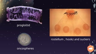 trematodes and cestods STRUCTURAL FEATURES C | PPTX