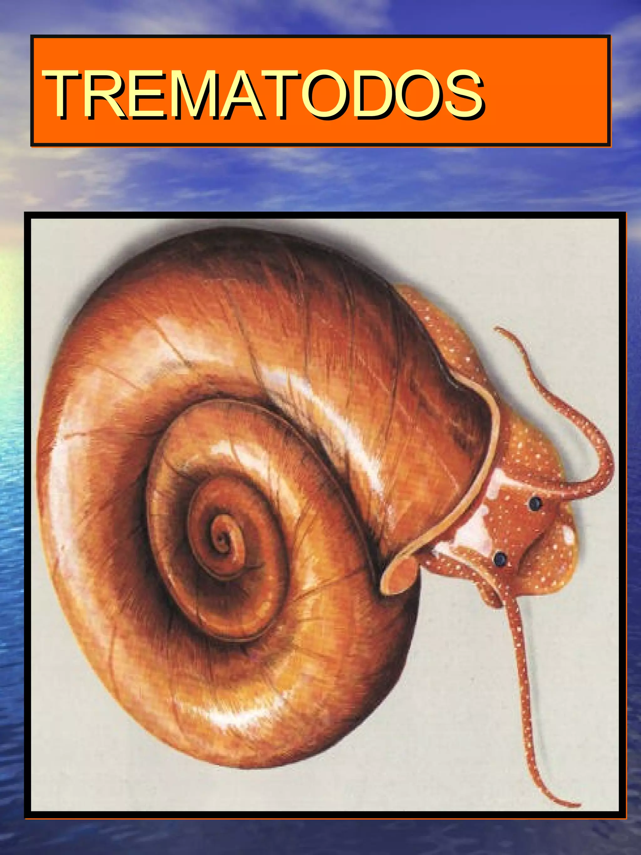 TREMATODOS