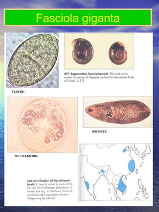 Fasciola giganta