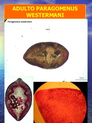 ADULTO PARAGOMINUS WESTERMANI