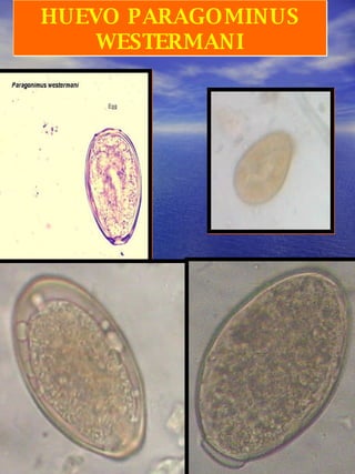 HUEVO PARAGOMINUS WESTERMANI