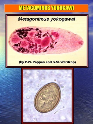 METAGOMINUS YOKOGAWI