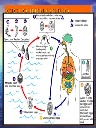 CICLO BIOLOGICO