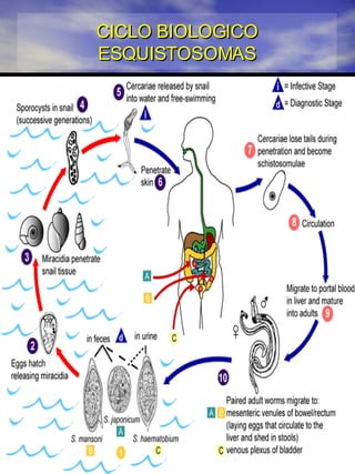 CICLO BIOLOGICO ESQUISTOSOMAS
