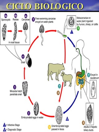 CICLO BIOLOGICO