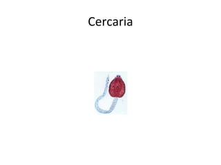 Cercaria
 