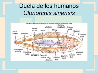 Duela de los humanos
Clonorchis sinensis
 
