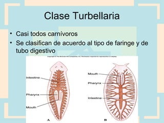 Clase Turbellaria
• Casi todos carnívoros
• Se clasifican de acuerdo al tipo de faringe y de
tubo digestivo
 