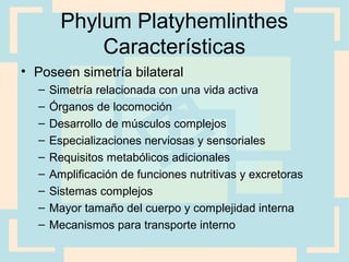 Phylum Platyhemlinthes
Características
• Poseen simetría bilateral
– Simetría relacionada con una vida activa
– Órganos de locomoción
– Desarrollo de músculos complejos
– Especializaciones nerviosas y sensoriales
– Requisitos metabólicos adicionales
– Amplificación de funciones nutritivas y excretoras
– Sistemas complejos
– Mayor tamaño del cuerpo y complejidad interna
– Mecanismos para transporte interno
 