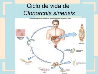 Ciclo de vida de
Clonorchis sinensis
 