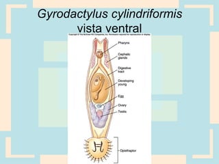 Gyrodactylus cylindriformis
vista ventral
 