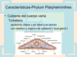 Características-Phylum Platyhelminthes
• Cubierta del cuerpo varía
Turbellaria
epidermis ciliada o sin cilios o un sincitio
con rabditos y órganos de adhesión (“dual-gland”)
 