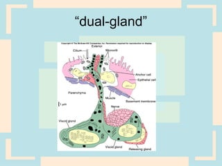 “dual-gland”
 