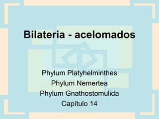 Bilateria - acelomados
Phylum Platyhelminthes
Phylum Nemertea
Phylum Gnathostomulida
Capítulo 14
 