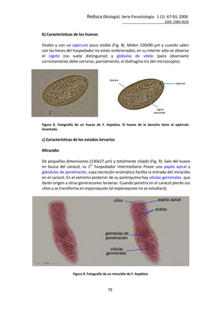 Reduca (Biología). Serie Parasitología.  1 (1): 67‐93, 2008. 
                                             ISSN: 1989‐3620 
79 
 
b) Características de los huevos  
 
Ovales y con un opérculo poco visible (Fig. 8). Miden 150x90 μm y cuando salen 
con las heces del hospedador no están embrionados; en su interior sólo se observa 
el  cigoto  (no  suele  distinguirse)  y  glóbulos  de  vitelo  (para  observarlo 
correctamente debe cerrarse, parcialmente, el diafragma iris del microscopio). 
 
 
 
Figura  8.  Fotografía  de  un  huevo  de  F.  hepatica.  El  huevo  de  la  derecha  tiene  el  opérculo 
levantado. 
 
c) Características de los estados larvarios  
 
Miracidio 
 
De pequeñas dimensiones (130x27 µm) y totalmente ciliado (Fig. 9). Sale del huevo 
en  busca  del  caracol,  su  1er
  hospedador  intermediario  Posee  una  papila  apical  y 
glándulas de penetración, cuya secreción enzimática facilita la entrada del miracidio 
en el caracol. En el extremo posterior de su parénquima hay células germinales  que 
darán origen a otras generaciones larvarias. Cuando penetra en el caracol pierde sus 
cilios y se transforma en esporoquiste (el esporoquiste no se estudiará). 
 
 
 
Figura 9. Fotografía de un miracidio de F. hepática. 
 
 