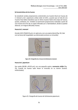 Reduca (Biología). Serie Parasitología.  1 (1): 67‐93, 2008. 
                                             ISSN: 1989‐3620 
 
91 
 
b) Características de los huevos  
 
Se estudiarán sendas preparaciones conteniendo una muestra fecal con huevos de 
S. mansoni y de S. japonicum; ambas están sin teñir, y puesto que se trata de una 
muestra fecal debe entenderse que en dicha muestra habrá otros tipos de huevos, 
quistes, artefactos, etc. También se examinarán preparaciones realizadas a partir de 
una muestra de orina de un sujeto infectado con S. haematobium, donde se podrán 
observar, sin ninguna dificultad, huevos. 
 
Huevo de S. mansoni 
 
Grande (120‐170x40‐50 μm), sin opérculo y con una espina lateral (Fig. 24). Sale 
con las heces del hospedador ya embrionado (contiene un miracidio). 
 
 
 
Figura 24. Fotografía de un huevo de Schistosoma mansoni. 
 
Huevo de S. japonicum 
 
Son ovales (60‐80 x 40‐50 μm), con una pequeña espina, raramente visible (Fig. 
25).  Cuando  los  huevos  salen  llevan  el  miracidio  en  su  interior  (huevos 
embrionados).  
 
 
 
 
Figura 25. Fotografía de huevos de Schistosoma japonicum. 
 
 