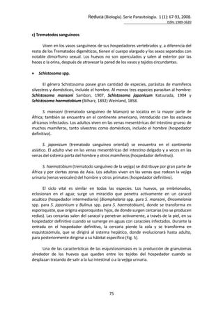Reduca (Biología). Serie Parasitología.  1 (1): 67‐93, 2008. 
                                             ISSN: 1989‐3620 
75 
 
c) Trematodos sanguíneos 
 
Viven en los vasos sanguíneos de sus hospedadores vertebrados y, a diferencia del 
resto de los Trematodos digenéticos, tienen el cuerpo alargado y los sexos separados con 
notable  dimorfismo  sexual.  Los  huevos  no  son  operculados  y  salen  al  exterior  por  las 
heces o la orina, después de atravesar la pared de los vasos y tejidos circundantes. 
  
• Schistosoma spp. 
 
El género Schistosoma posee gran cantidad de especies, parásitas de mamíferos 
silvestres y domésticos, incluido el hombre. Al menos tres especies parasitan al hombre: 
Schistosoma  mansoni  Sambon,  1907,  Schistosoma  japonicum  Katsurada,  1904  y 
Schistosoma haematobium (Bilharz, 1892) Weinland, 1858. 
 
S.  mansoni  (trematodo  sanguíneo  de  Manson)  se  localiza  en  la  mayor  parte  de 
África; también se encuentra en el continente americano, introducido con los esclavos 
africanos infectados. Los adultos viven en las venas mesentéricas del intestino grueso de 
muchos mamíferos, tanto silvestres como domésticos, incluido el hombre (hospedador 
definitivo). 
 
S.  japonicum  (trematodo  sanguíneo  oriental)  se  encuentra  en  el  continente 
asiático. El adulto vive en las venas mesentéricas del intestino delgado y a veces en las 
venas del sistema porta del hombre y otros mamíferos (hospedador definitivo). 
 
S. haematobium (trematodo sanguíneo de la vejiga) se distribuye por gran parte de 
África y por ciertas zonas de Asia. Los adultos viven en las venas que rodean la vejiga 
urinaria (venas vesicales) del hombre y otros primates (hospedador definitivo). 
 
El  ciclo  vital  es  similar  en  todas  las  especies.  Los  huevos,  ya  embrionados, 
eclosionan  en  el  agua;  surge  un  miracidio  que  penetra  activamente  en  un  caracol 
acuático (hospedador intermediario) (Biomphalaria spp. para S. mansoni, Oncomelania 
spp. para S. japonicum y Bulinus spp. para S. haematobium), donde se transforma en 
esporoquiste, que origina esporoquistes hijos, de donde surgen cercarias (no se producen 
redias). Las cercarias salen del caracol y penetran activamente, a través de la piel, en su 
hospedador definitivo cuando se sumerge en aguas con caracoles infectados. Durante la 
entrada  en  el  hospedador  definitivo,  la  cercaria  pierde  la  cola  y  se  transforma  en 
esquistosómula,  que  se  dirigirá  al  sistema  hepático,  donde  evolucionará  hasta  adulto, 
para posteriormente dirigirse a su hábitat específico (Fig. 5). 
 
Una de las características de las esquistosomiasis es la producción de granulomas 
alrededor  de  los  huevos  que  quedan  entre  los  tejidos  del  hospedador  cuando  se 
desplazan tratando de salir a la luz intestinal o a la vejiga urinaria.  
 
 
 
 
 