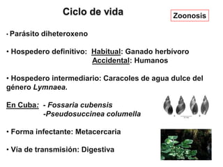 Ciclo de vida
• Parásito diheteroxeno
• Hospedero definitivo: Habitual: Ganado herbívoro
Accidental: Humanos
• Hospedero intermediario: Caracoles de agua dulce del
género Lymnaea.
En Cuba: - Fossaria cubensis
-Pseudosuccinea columella
• Forma infectante: Metacercaria
• Vía de transmisión: Digestiva
Zoonosis
 