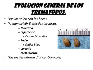Son endoparásitos de vertebrados (intestino, Pulmones, hígado, Páncreas, vasos sanguíneos)APARATO DIGESTIVO:Poco desarrolladoBoca se abre en la parte oralFaringe musculosa y esófago cortoDos ciegos intestinalesEl ano por lo general no existe