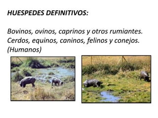 GENERO:	Fasciola hepática SINONIMOS:  Gran duela hepática,  Mariposa del hígado, distoma hepático, babosa del hígado,    cucaracha del hígado, conchuela, palomilla. 