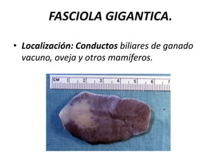 Contra los caracoles 