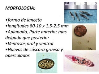 Evitar que los bovinos pasten junto con los ovinos.PREVENCION Y CONTROL.El huésped intermediario se puede controlar con la introducción de aves acuáticas, caracoles depredadores.