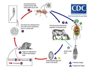  brotes febriles irregulares, vómito, diarrea, anorexia, urticaria, anemia, eosinofilia. 