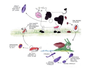  Obstrucción biliar intermitente 