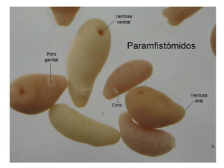 longitudes 80-10 x 1.5-2.5 mm 