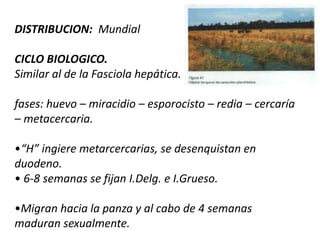 Ventosas oral y ventral