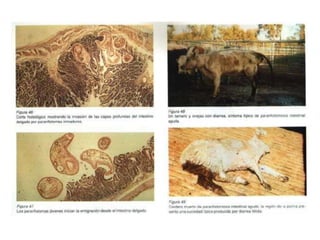  Los huevos ingeridos por el caracol