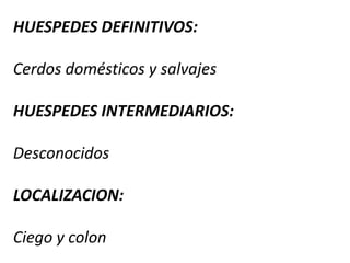 Cercarías (tracto respiratorio) – expulsadas masas  mucus